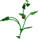 Cocovine - Grow a Garden crop
