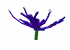 Zen Flare - Grow a Garden crop