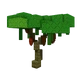 Cacao crop