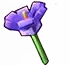 Crocus crop