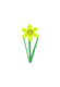 Daffodil crop