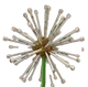 Dandelion crop