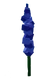 Delphinium - Grow a Garden Crop