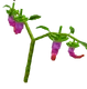 Dragon Pepper - Grow a Garden Crop