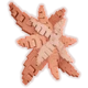 Hinomai crop