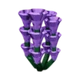 Lavender crop