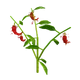 Pepper crop