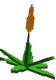 Succulent crop