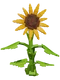 Sunflower crop