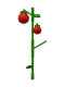 Tomato crop